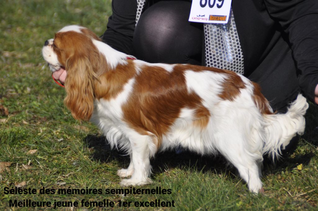 Seleste des Mémoires Sempiternelles - 1er excellent