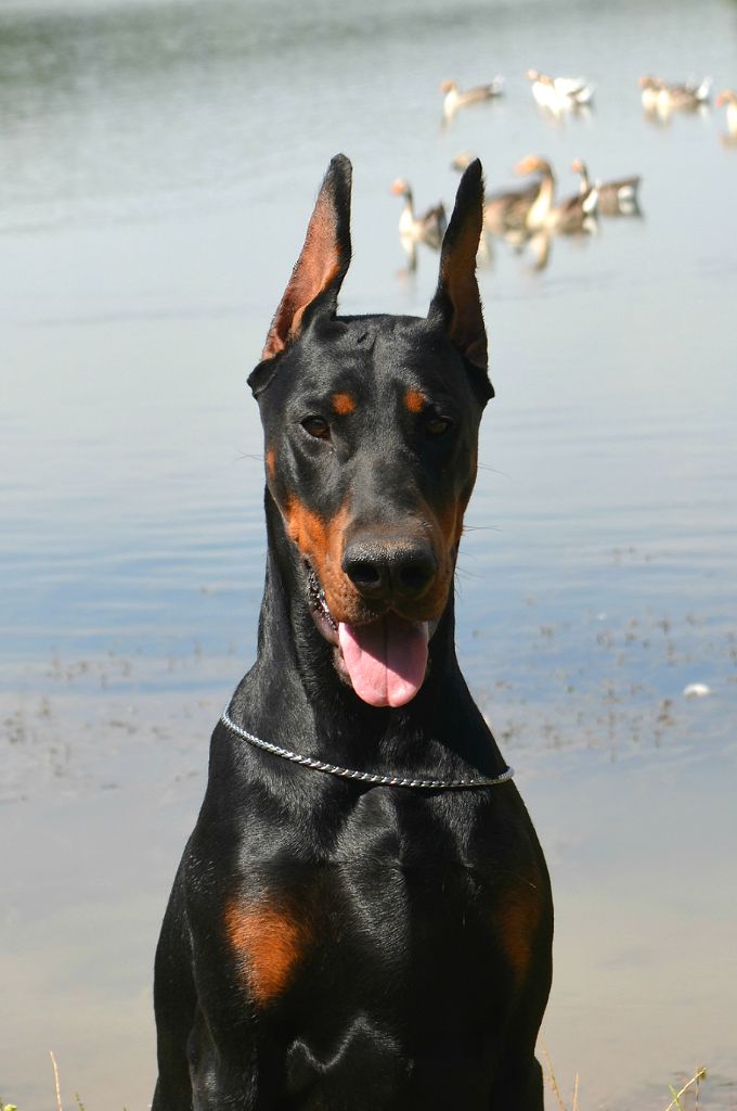 Publication : el casella pandora Auteur : LF