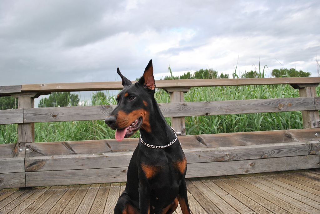 Promess for pandora black novak