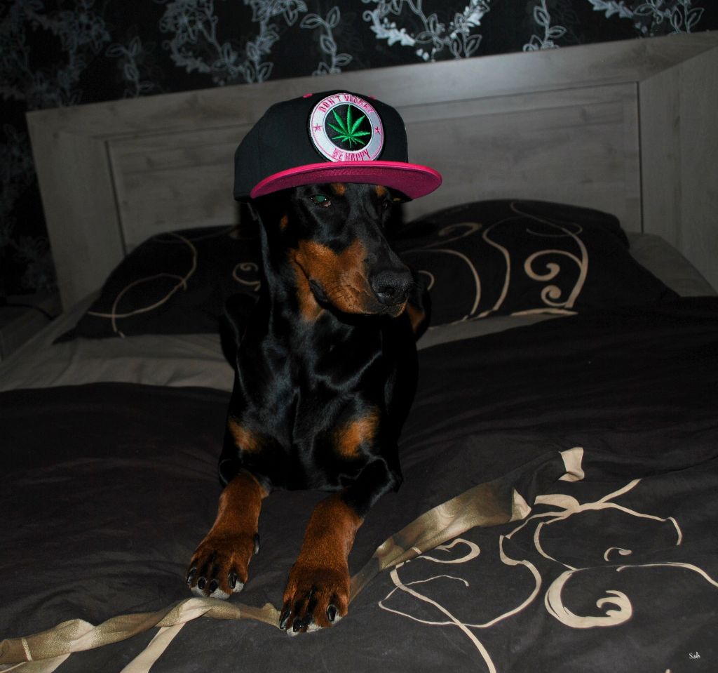 Promess for pandora black novak