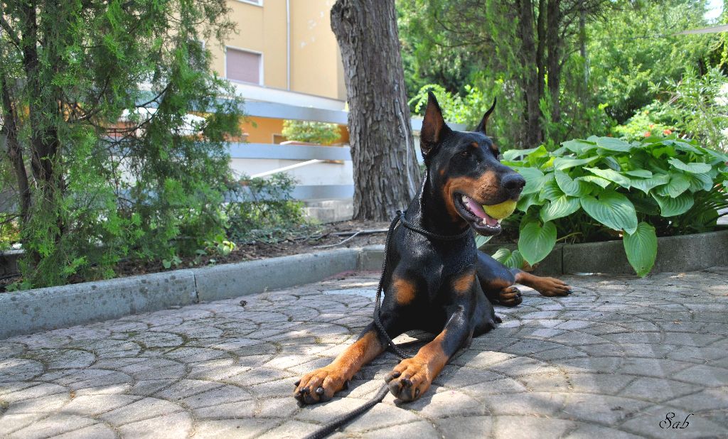 Publication : el casella pandora Auteur : LF