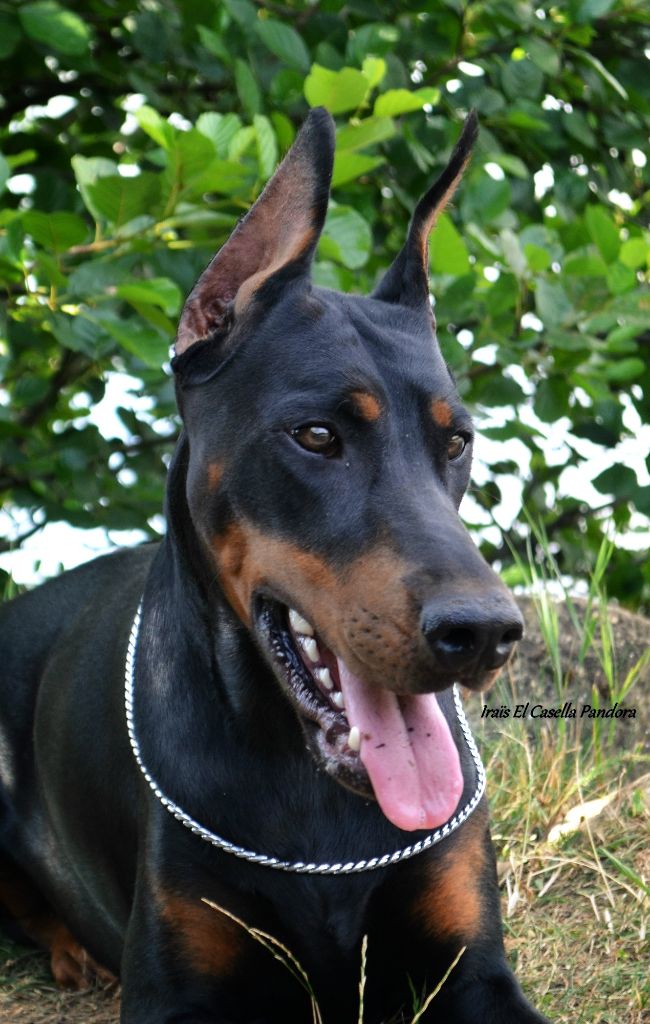 Publication : el casella pandora Auteur : LF