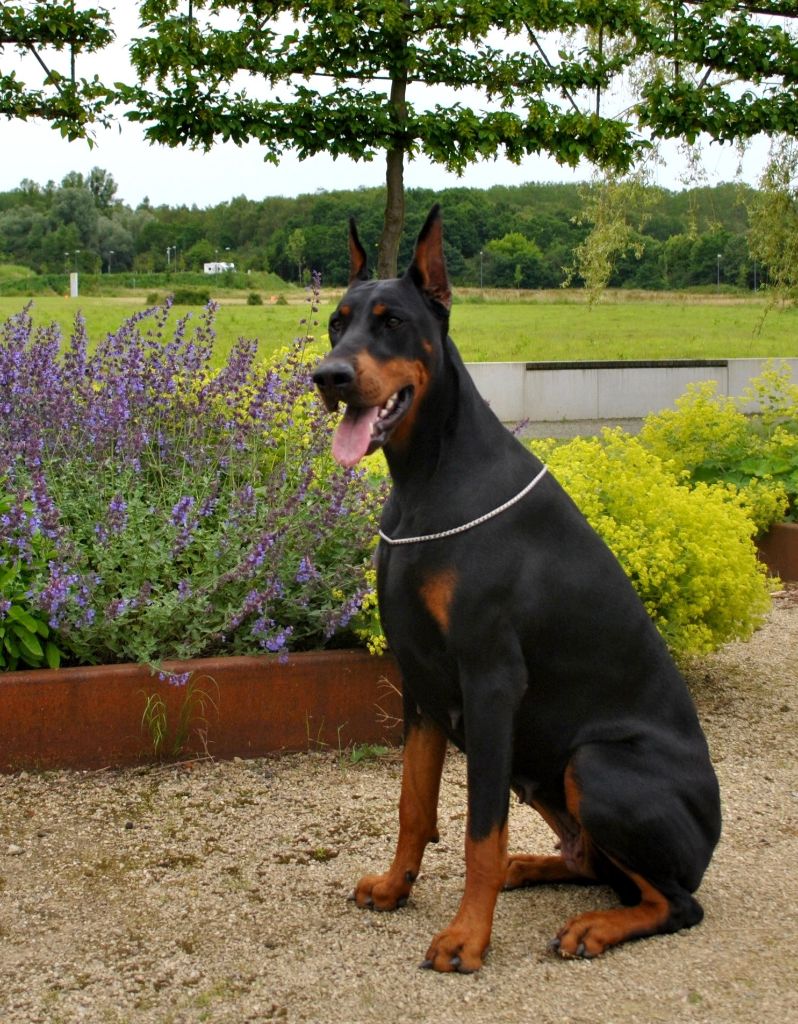 Publication : el casella pandora Auteur : LF