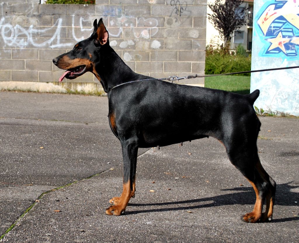 Promess for pandora black novak