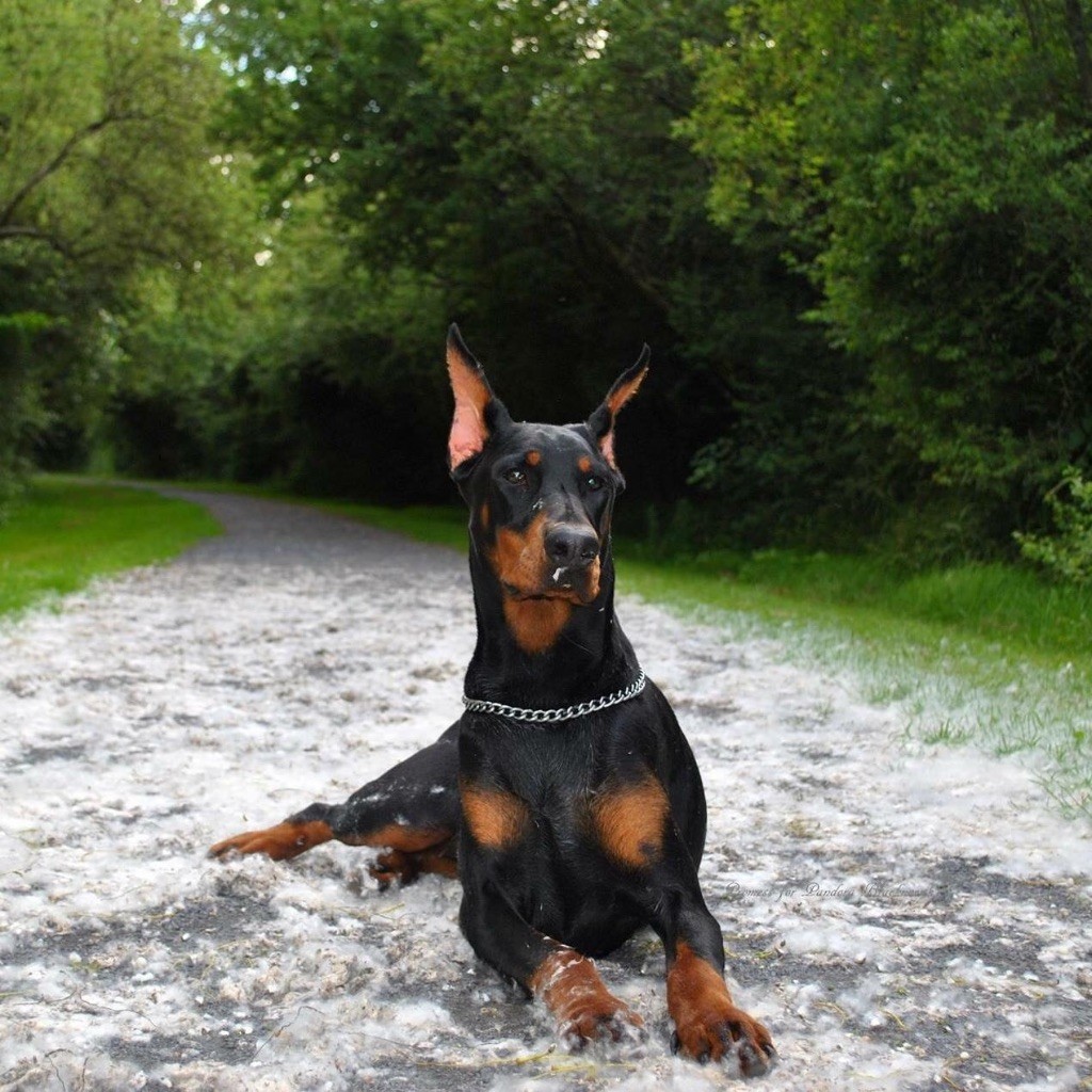 Promess for pandora black novak