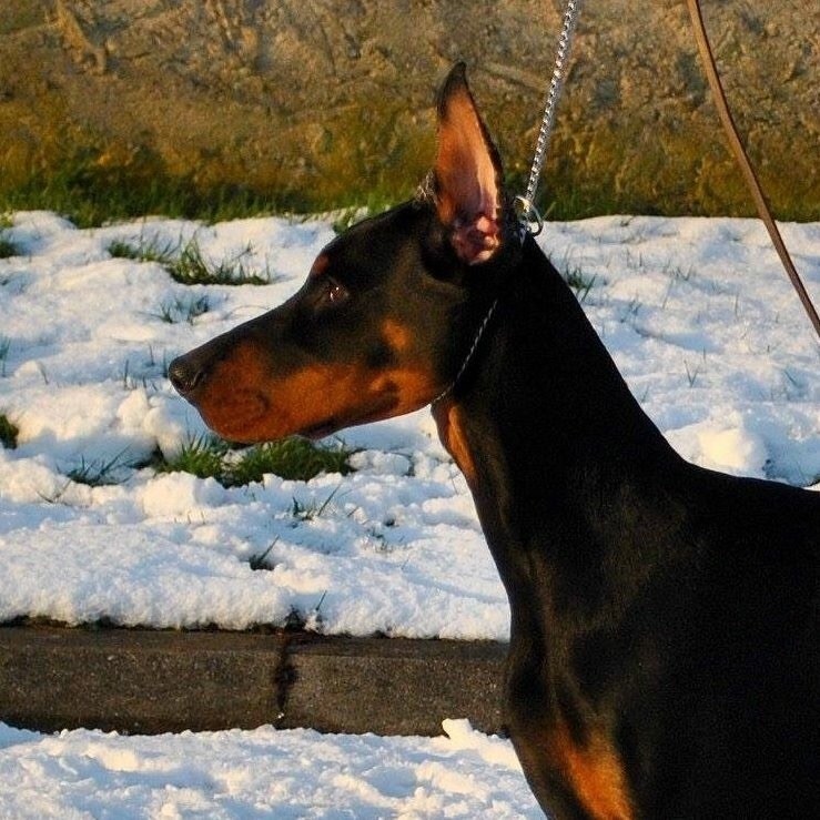 Promess for pandora black novak