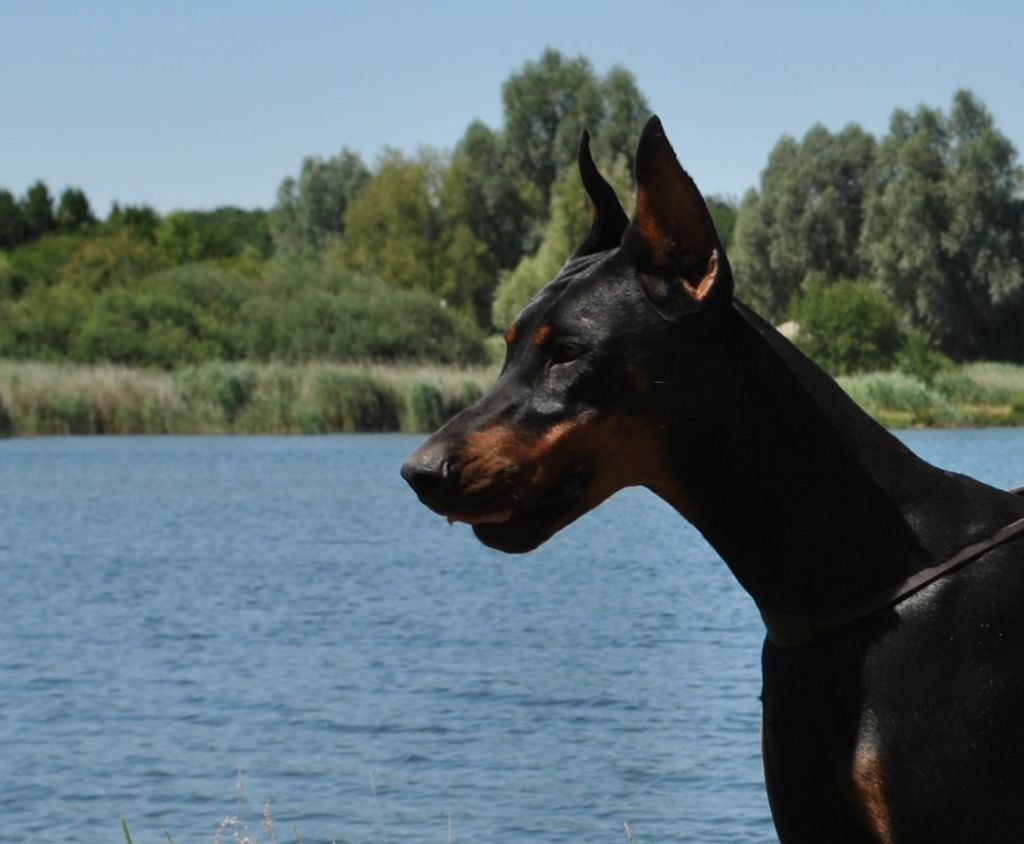 Publication : el casella pandora Auteur : LF