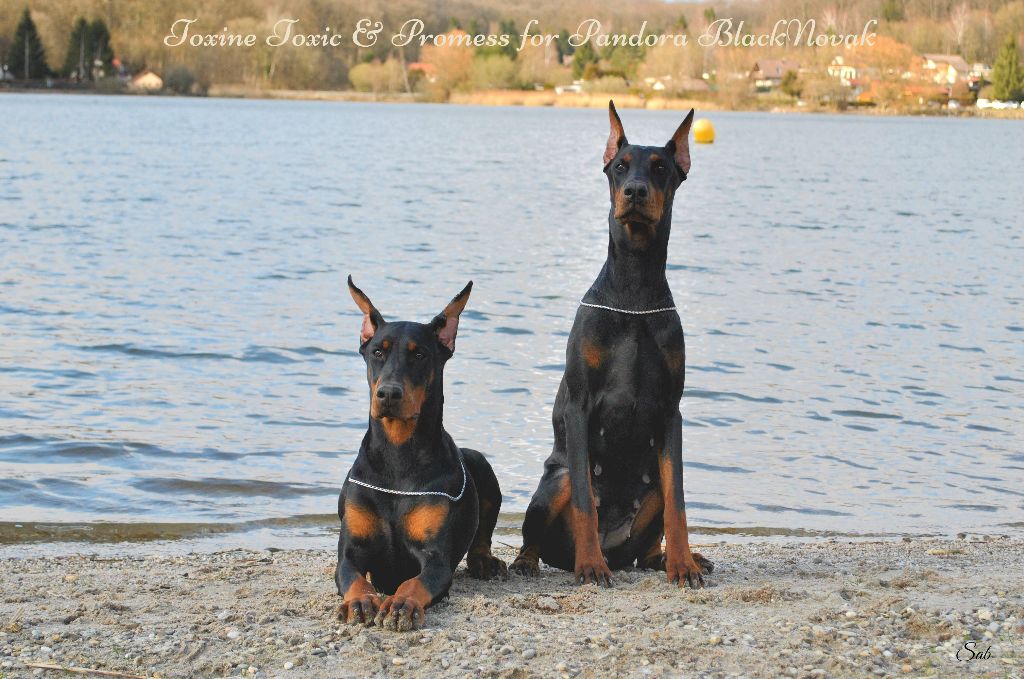 Promess for pandora black novak