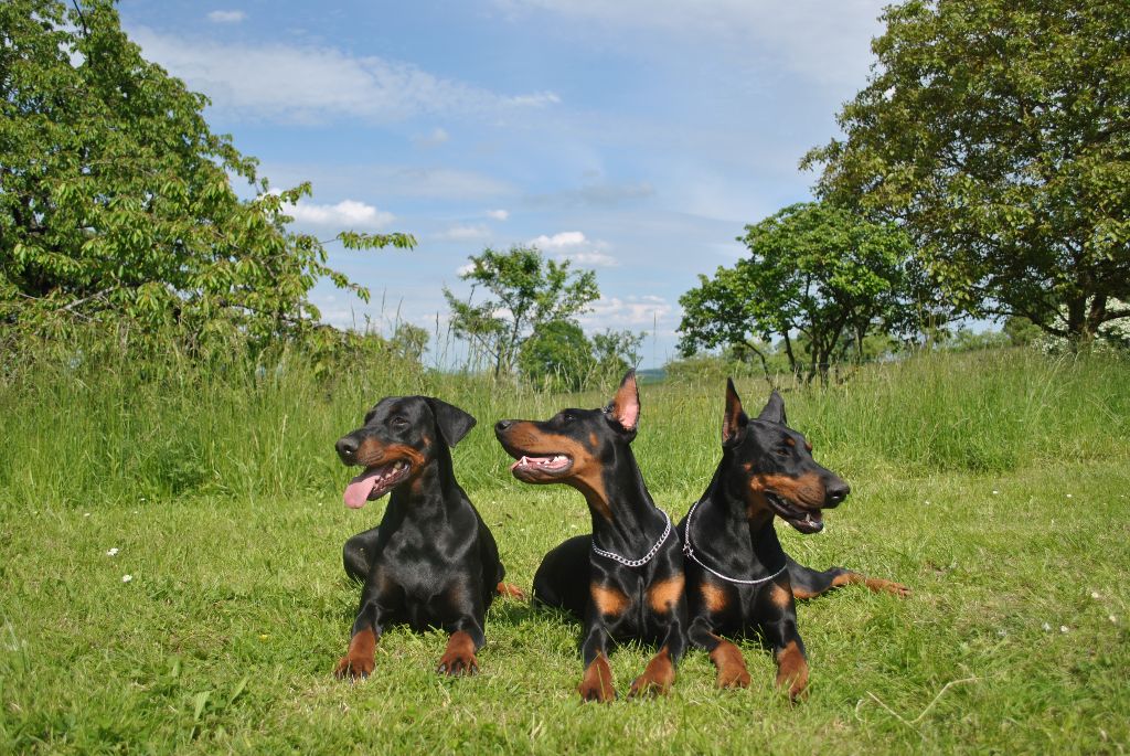 Publication : el casella pandora Auteur : LF