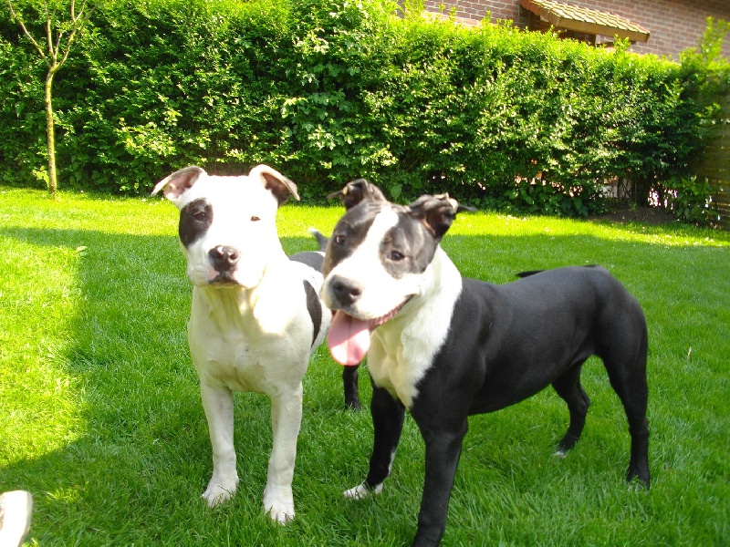 Publication : de massita black Auteur : Duchaussoy Matthieu