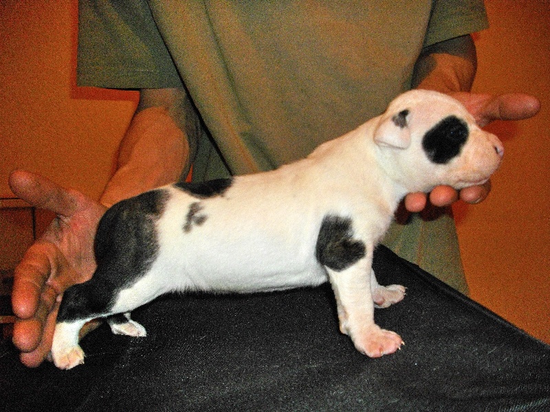 Publication : de massita black Auteur : Duchaussoy Matthieu