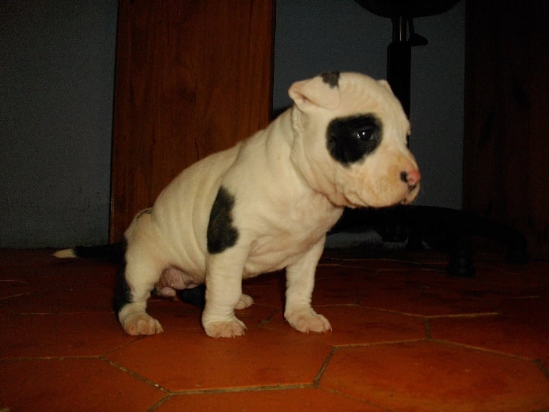 Publication : de massita black Auteur : Duchaussoy Matthieu