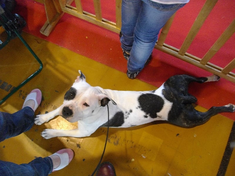 Publication : de massita black Auteur : Duchaussoy Matthieu