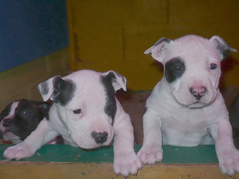 Publication : de massita black Auteur : Duchaussoy Matthieu