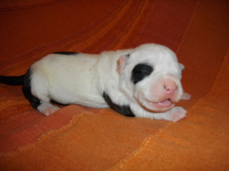 Publication : de massita black Auteur : Duchaussoy Matthieu