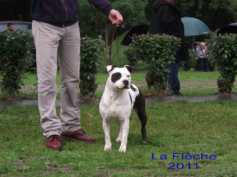 Econia de massita black - Premiére excellent,meilleure femelle