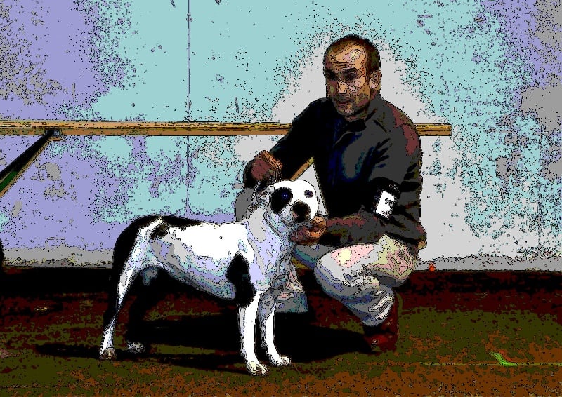 Econia de massita black - Premier Excellent