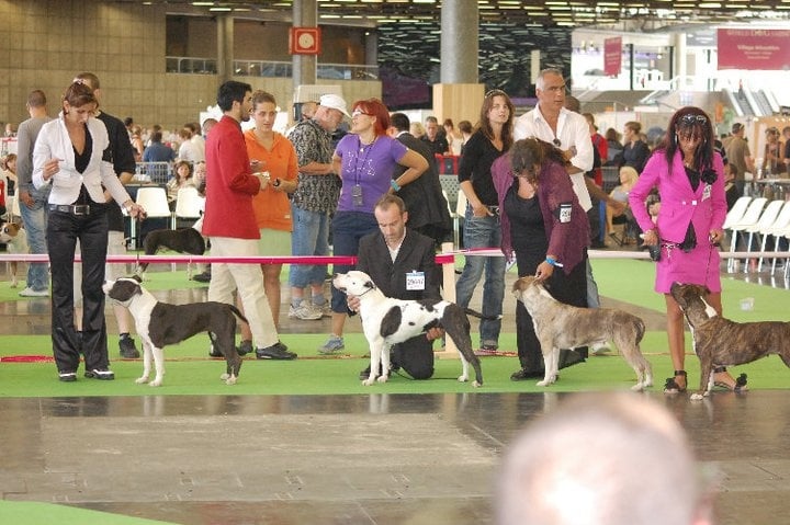 Econia de massita black - Trés bon