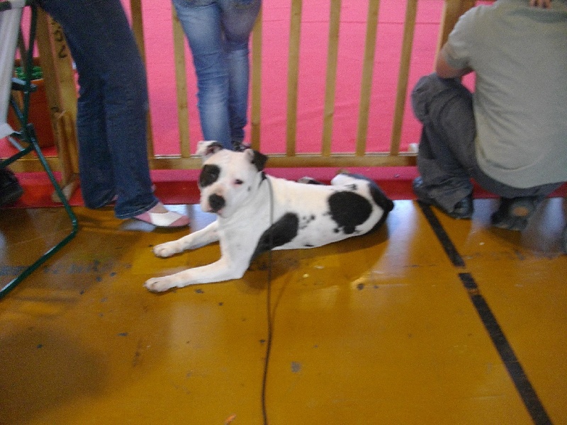 Econia de massita black - Quatriéme excellent