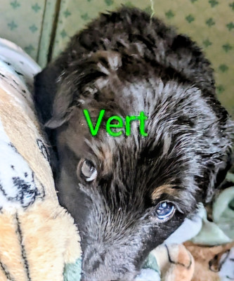 Les chiots de Hovawart