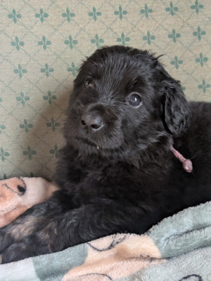 Les chiots de Hovawart