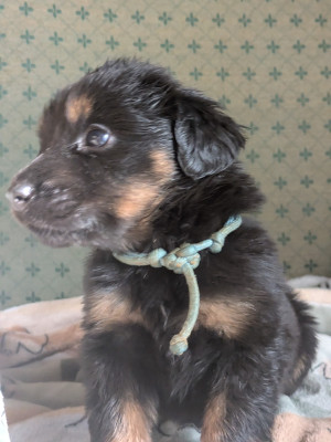 Les chiots de Hovawart