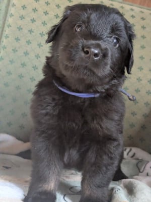 Les chiots de Hovawart