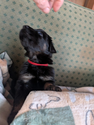 Les chiots de Hovawart