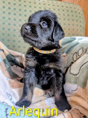 Les chiots de Hovawart