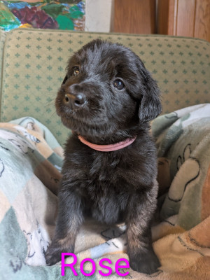 Les chiots de Hovawart