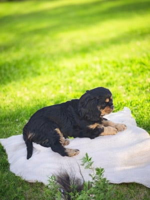Les chiots de Cavalier King Charles Spaniel