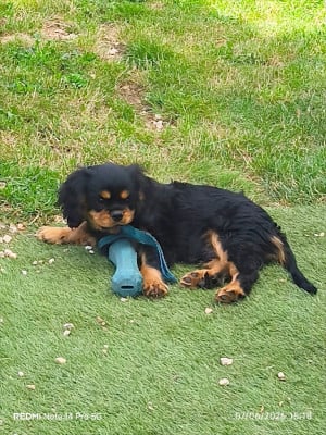 Les chiots de Cavalier King Charles Spaniel