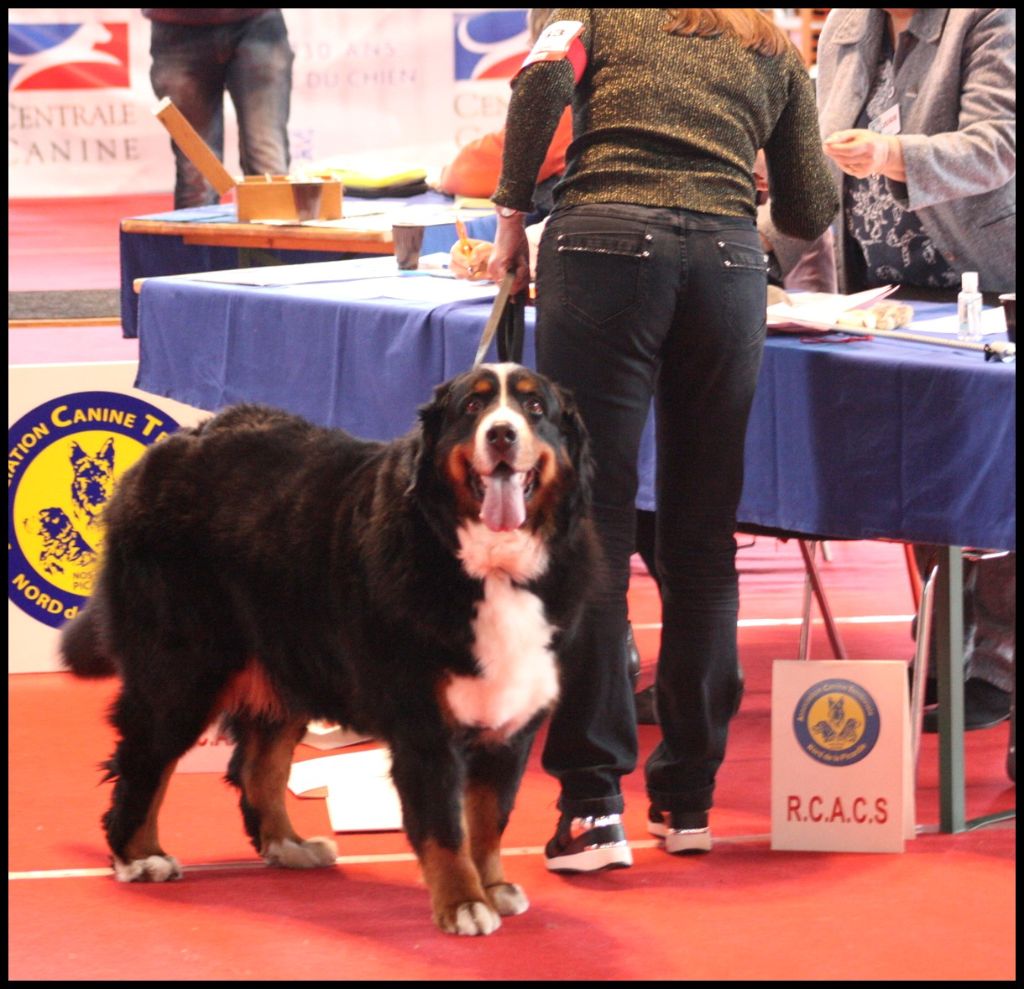 F'gwen du Domaine d'Ulane - 1er EXC classe vétéran