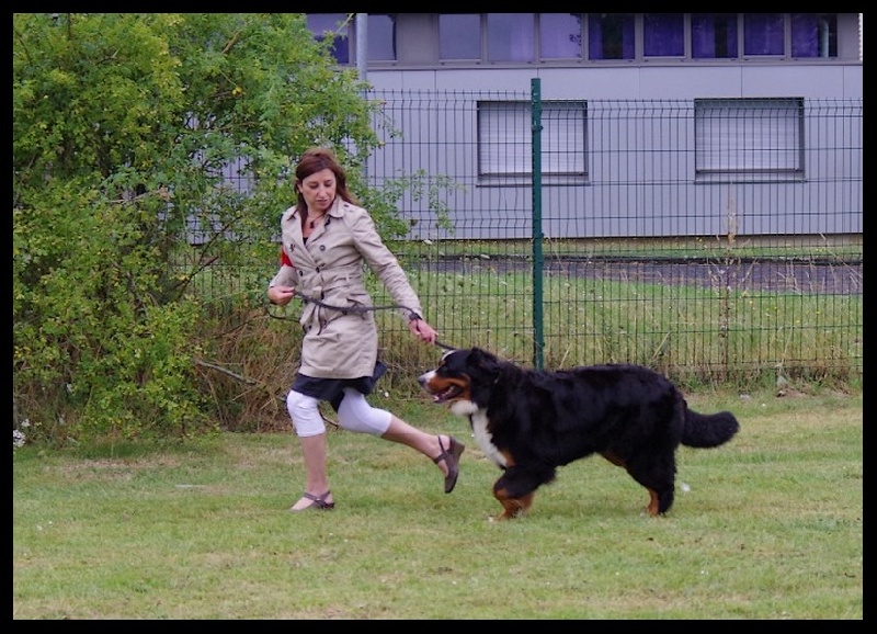 F'gwen du Domaine d'Ulane - Excellent ( sur 12 femelles ) en COF