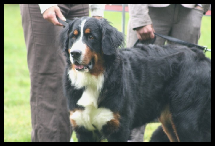 F'gwen du Domaine d'Ulane - EXC classe intermédiaire