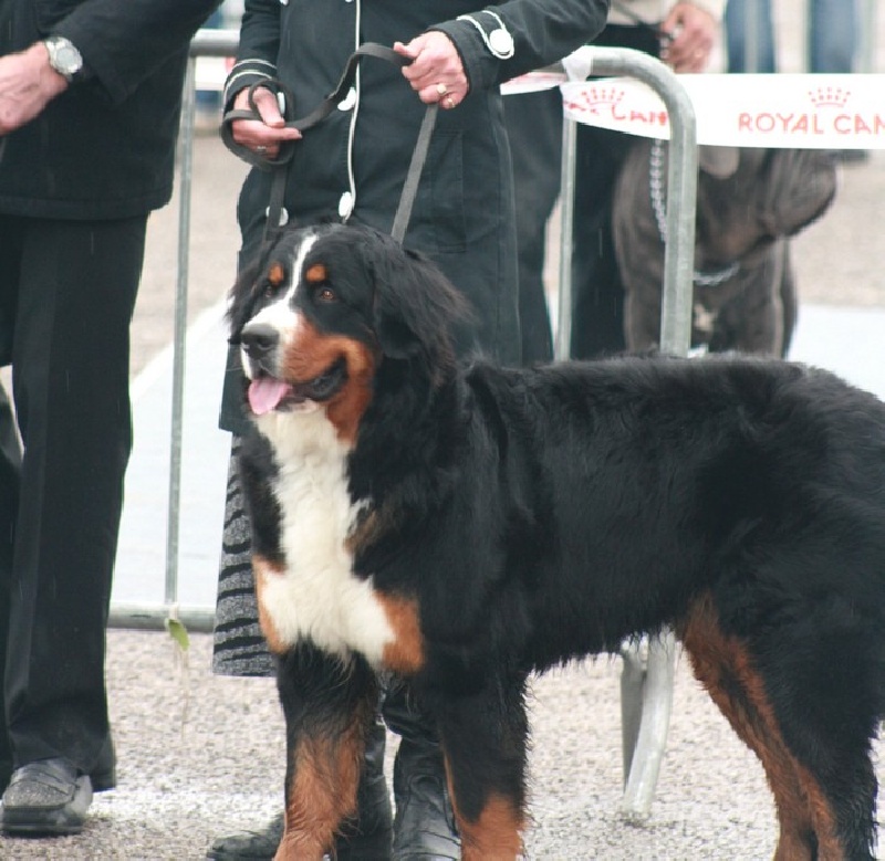 F'gwen du Domaine d'Ulane - 2ème exc en classe jeune