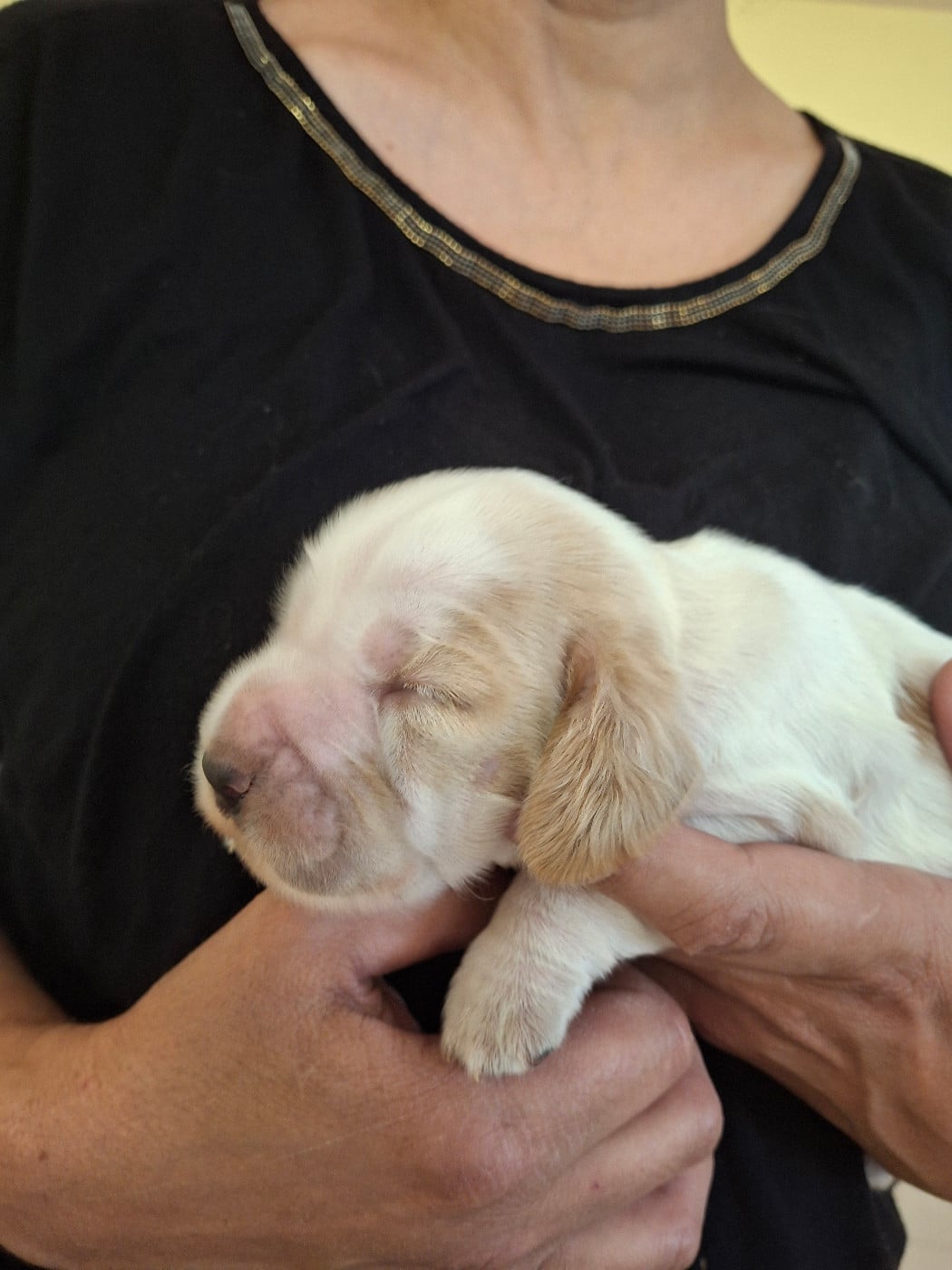 F1 blanche et orange - Cocker Spaniel Anglais