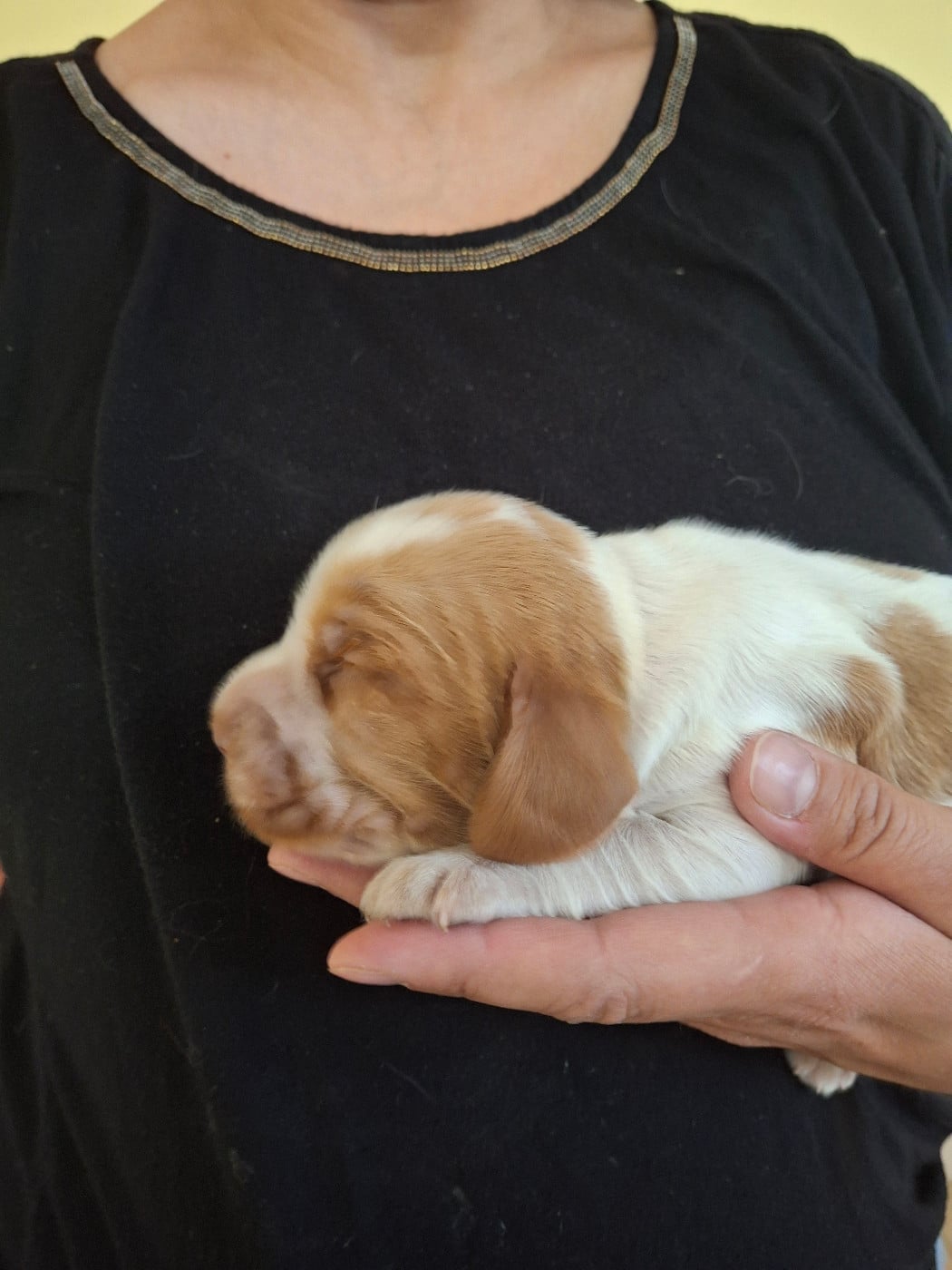 M1 blanc et orange - Cocker Spaniel Anglais