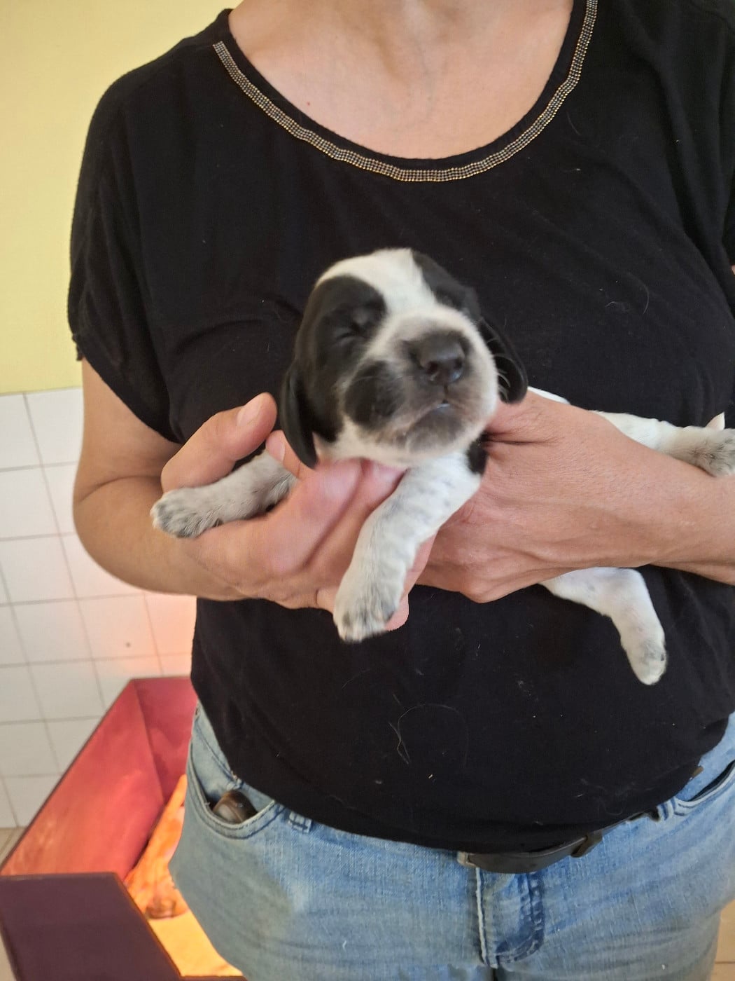 F2 bleue - Cocker Spaniel Anglais