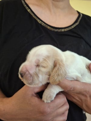 F1 blanche et orange - Cocker Spaniel Anglais