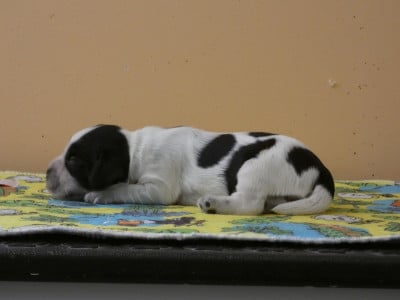 Les chiots de Cocker Spaniel Anglais