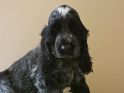 Les chiots de Cocker Spaniel Anglais