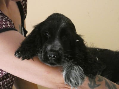 Les chiots de Cocker Spaniel Anglais