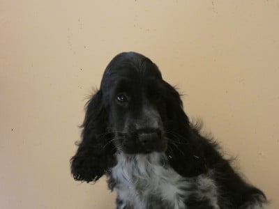 Les chiots de Cocker Spaniel Anglais