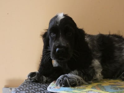 Les chiots de Cocker Spaniel Anglais