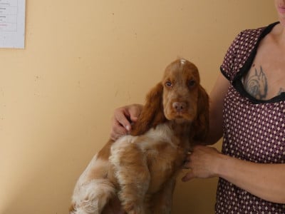 Les chiots de Cocker Spaniel Anglais