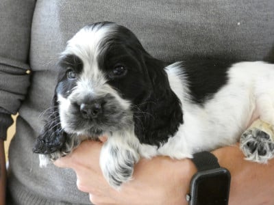 Les chiots de Cocker Spaniel Anglais
