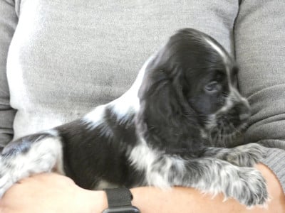 Les chiots de Cocker Spaniel Anglais