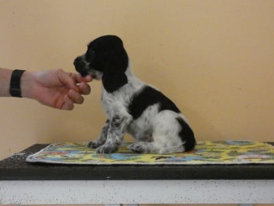 Les chiots de Cocker Spaniel Anglais