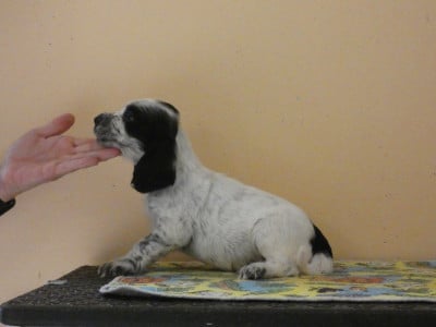 Les chiots de Cocker Spaniel Anglais